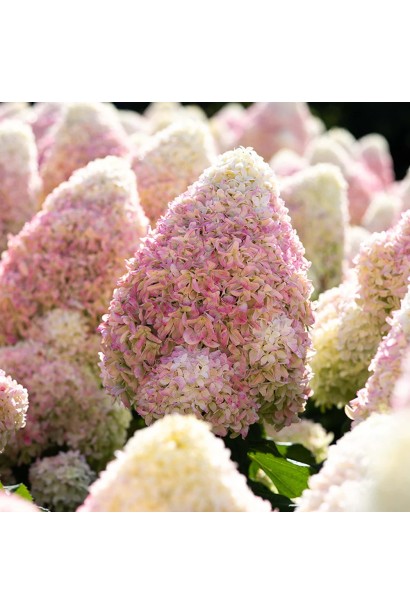 Цветы гортензии Living Summer Love в розовых оттенках